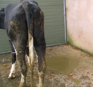 Loose Motions in cattle treatment